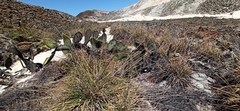 Opuntia galapageia