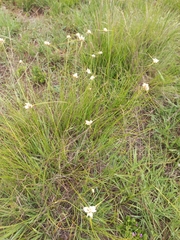 Cyperus niveus leucocephalus