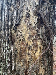 Aleurodiscus oakesii