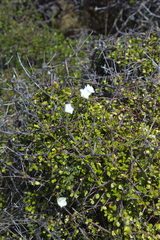 Linum monogynum monogynum