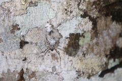 Herennia multipuncta