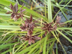Cyperus nitidus