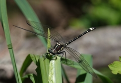 Eusynthemis brevistyla
