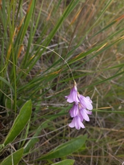 Dierama