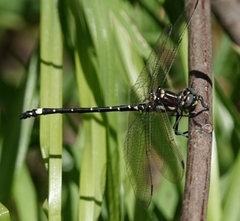 Eusynthemis brevistyla