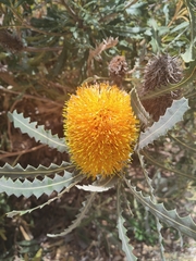 Banksia ashbyi