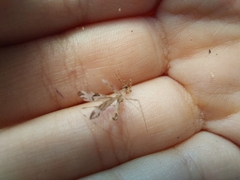 Stenolemus fraterculus