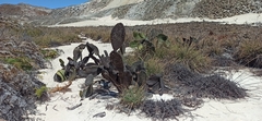 Opuntia galapageia