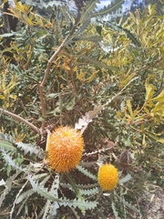 Banksia ashbyi