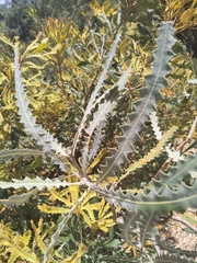Banksia ashbyi