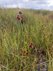 Juncus punctorius