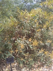 Banksia ashbyi