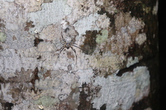 Herennia multipuncta