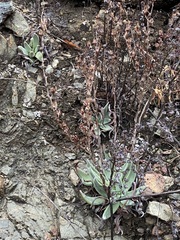 Dudleya abramsii setchellii