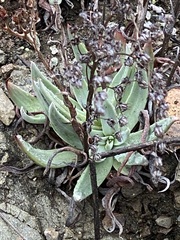 Dudleya abramsii setchellii
