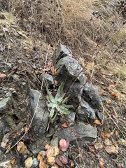 Dudleya abramsii setchellii