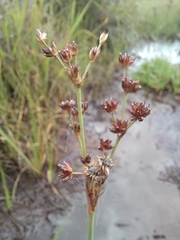 Juncus lomatophyllus