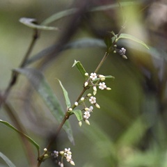 Parsonsia capsularis