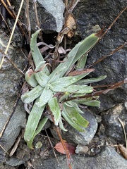 Dudleya abramsii setchellii