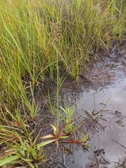 Juncus lomatophyllus