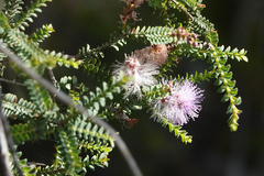 Melaleuca gibbosa