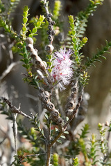 Melaleuca gibbosa