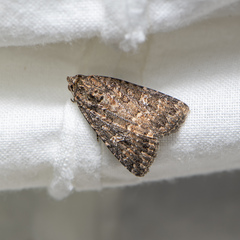 Hypoperigea tonsa
