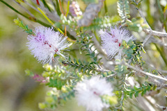 Melaleuca gibbosa