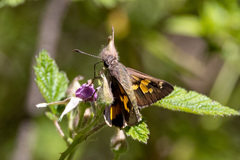 Trapezites phigalioides