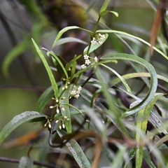 Parsonsia capsularis