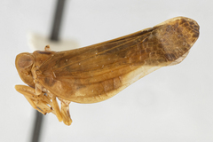 Colpoptera acutata