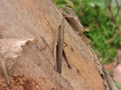Phlaeoba fumosa