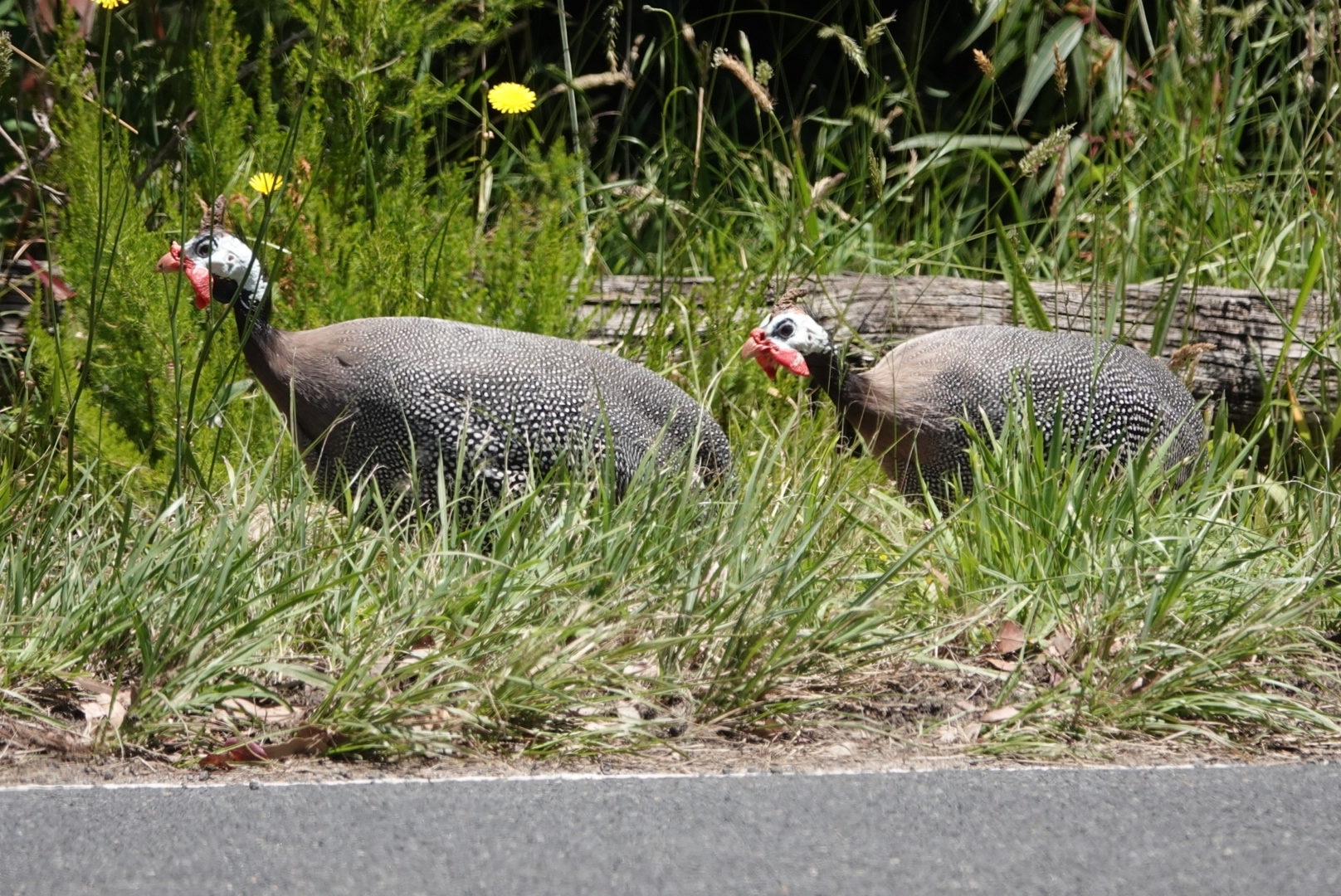 Helmeted Guineafowl
