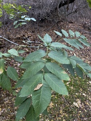 Fraxinus uhdei