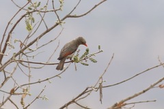 Anaplectes rubriceps