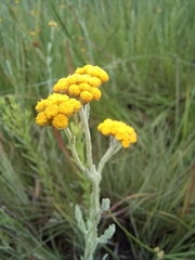 Helichrysum aureonitens