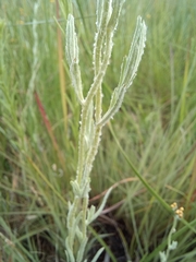Helichrysum aureonitens