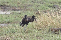 Anastomus lamelligerus