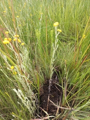 Helichrysum aureonitens