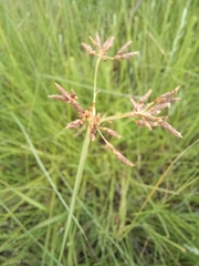 Fimbristylis complanata