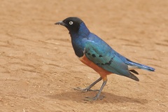 Lamprotornis superbus