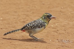 Trachyphonus darnaudii