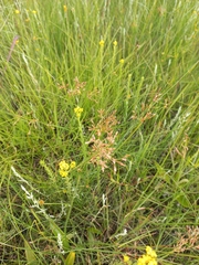 Fimbristylis complanata