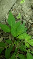 Magnoliopsida