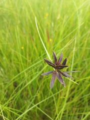 Cyperus macranthus