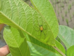 Oxyopes
