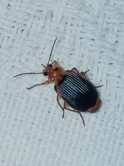 Lebia