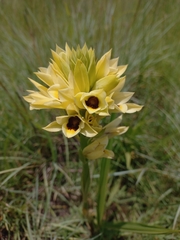 Eulophia welwitschii