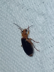 Lebia