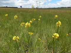 Eulophia welwitschii